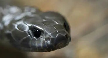 How-to-apply-a-snake-bandage Wilder News Blog
