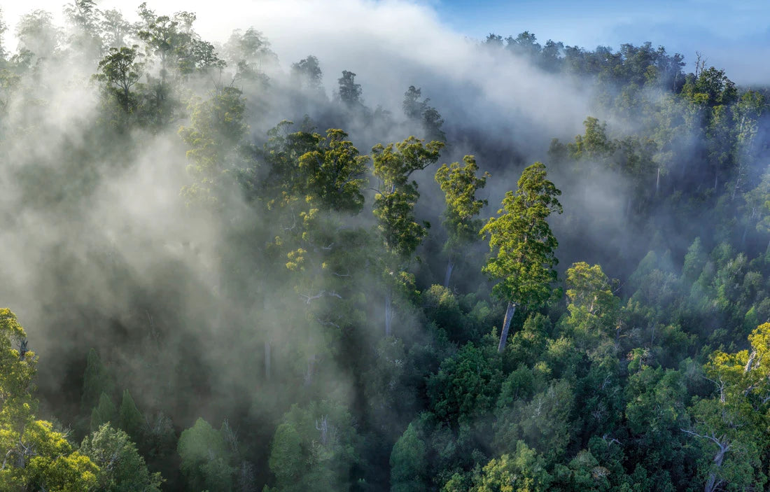 A misty forest canopy with layers of green trees partially obscured by low-hanging fog and a blue sky at the top. - Rob Blakers Tasmanian Landscapes Calendar
