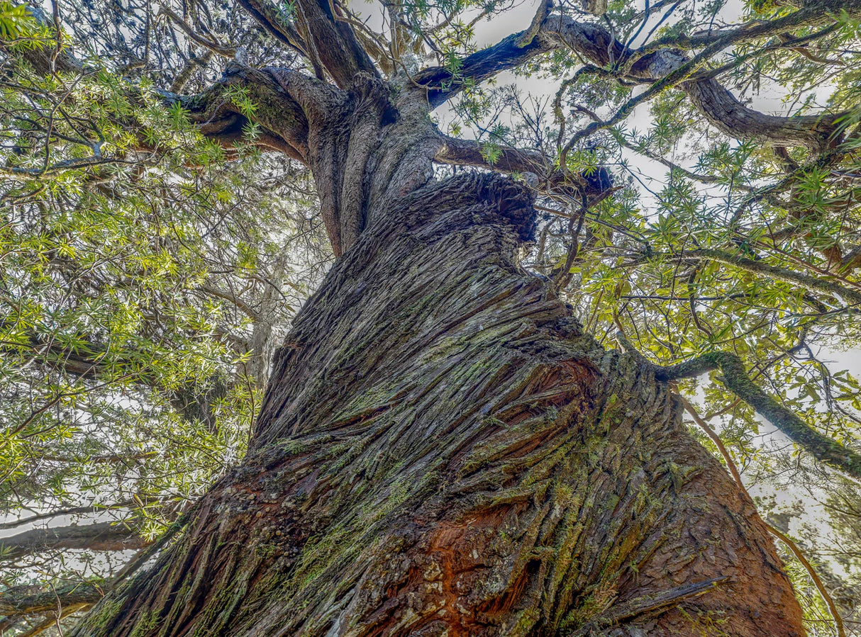 Low-angle upward view of a massive tree trunk with textured bark, green leaves, and branches reaching across a bright sky. - Rob Blakers Wild Tasmania 2027 Large Calendar