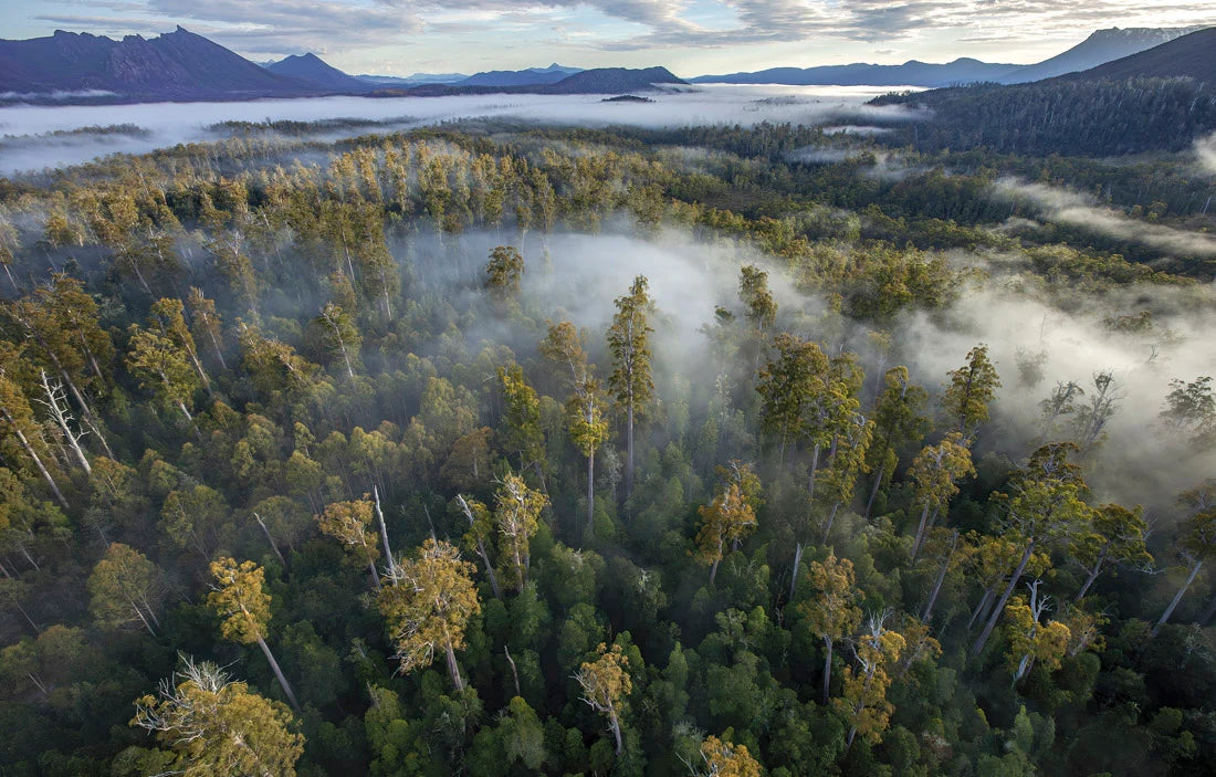 Aerial view of a misty forest landscape with tall trees, low clouds, and distant mountains under a pale sky. - Rob Blakers Tasmanian Landscapes Calendar