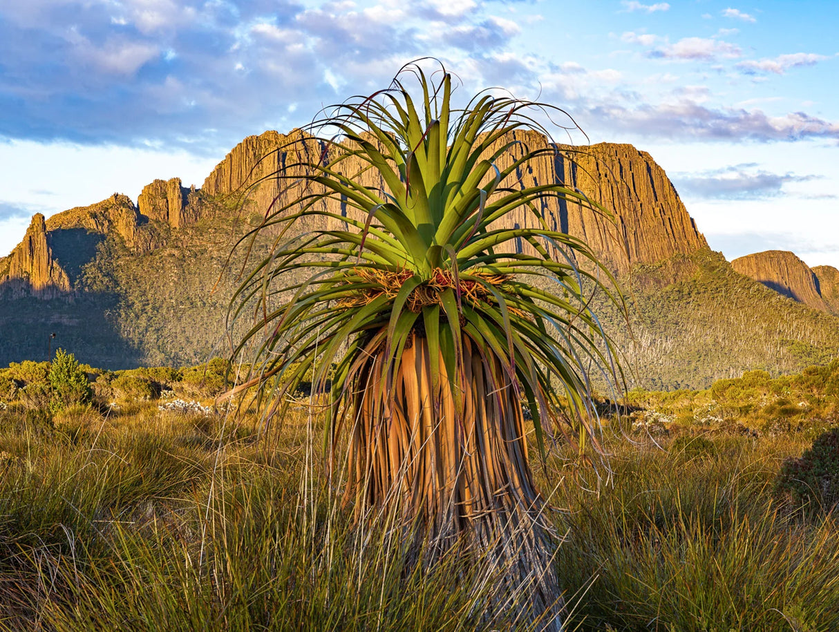 A natural landscape photograph featuring a prominent green yucca-like plant in the foreground, set against a backdrop of rugged brown rock formations and a blue sky with light clouds. - Rob Blakers Wild Tasmania 2027 Large Calendar