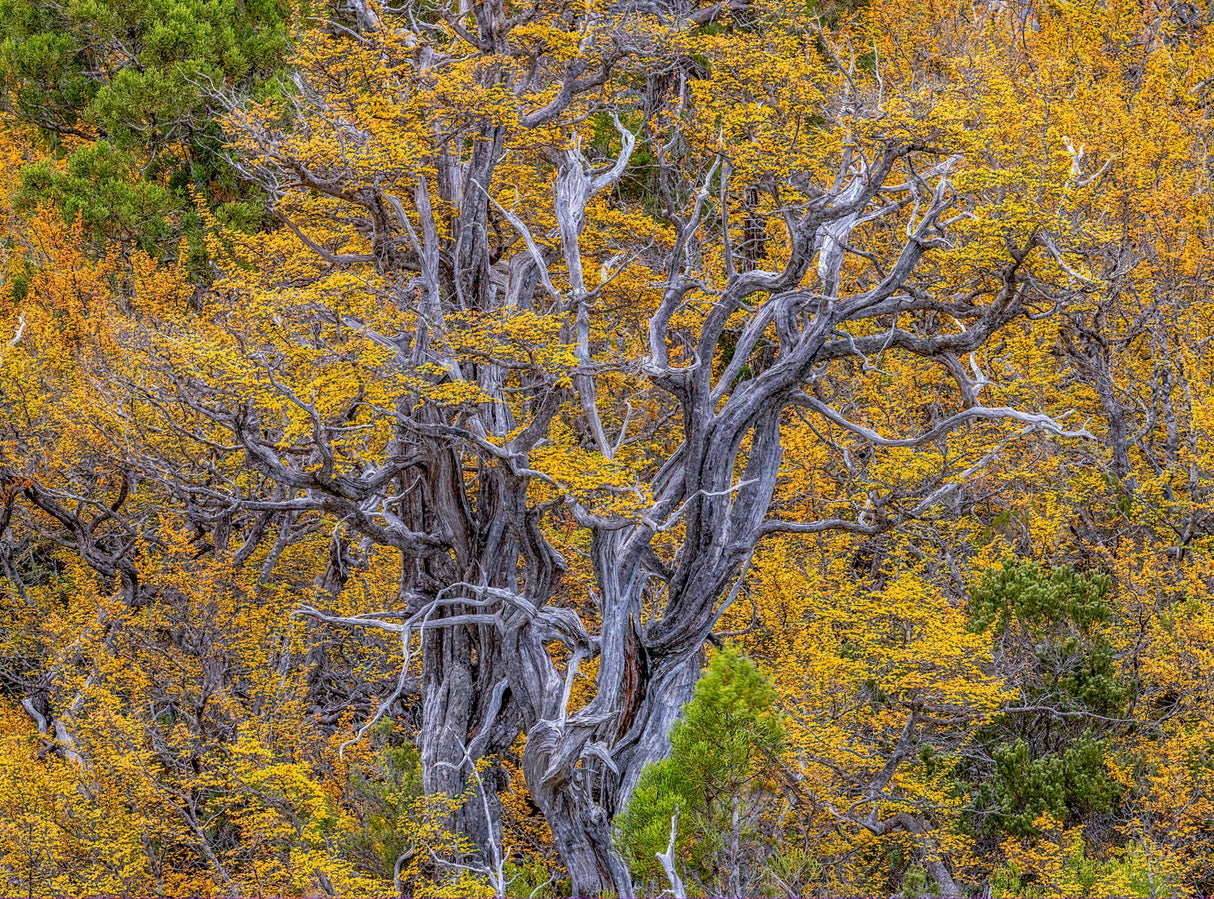 A close-up view of a gnarled, leafless tree with twisted gray-brown branches set against dense golden-yellow foliage and some green evergreen trees. - Rob Blakers Wild Tasmania 2027 Large Calendar