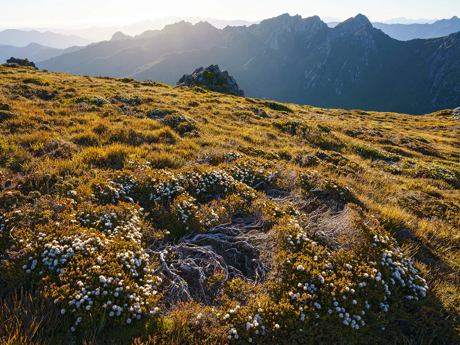 Wild Tasmania 2026 Large Calendar - Grant Dixon/Rob Blakers Rob Blakers/Grant Dixon