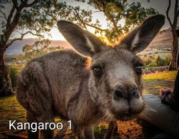 CPkngr01 - Kangaroo 1 - Camhanaich Photography - Find Your Feet Australia Hobart Launceston Tasmania