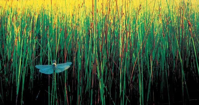 Rob Blakers Freycinet (Hardcover)