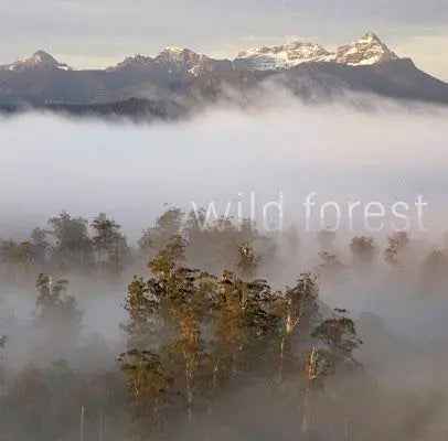 Rob Blakers Wild Forest (Paperback)