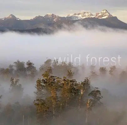 Rob Blakers Wild Forest (Paperback)