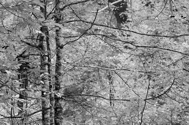 Rob Blakers Wild Forest (Paperback)