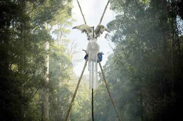 Rob Blakers Wild Forest (Paperback)