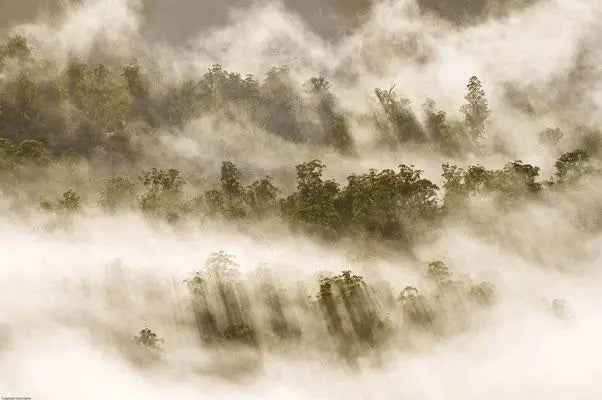 Rob Blakers Wild Forest (Paperback)