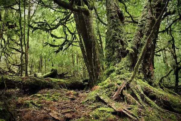 Rob Blakers Wild Forest (Paperback)