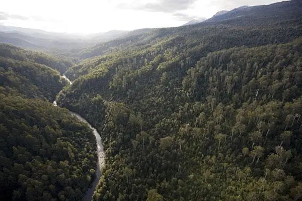 Rob Blakers Wild Forest (Paperback)