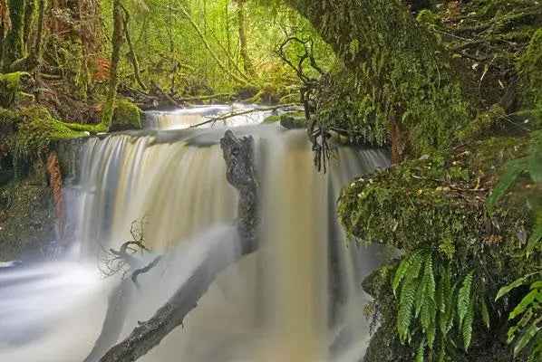 Rob Blakers Wild Forest (Paperback)