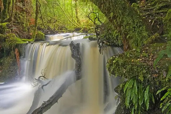 Rob Blakers Wild Forest (Paperback)