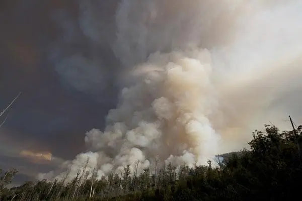 Rob Blakers Wild Forest (Paperback)