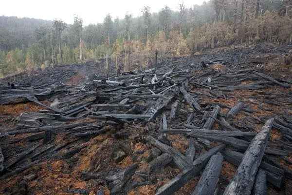 Rob Blakers Wild Forest (Paperback)
