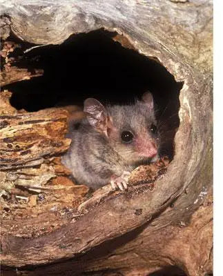 Rob Blakers Wild Forest (Paperback)