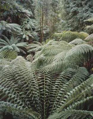 Rob Blakers Wild Forest (Paperback)