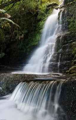 Rob Blakers Wild Forest (Paperback)