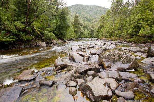 Rob Blakers Wild Forest (Book) - Find Your Feet Australia Hobart Launceston Tasmania