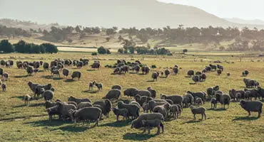 Ortovox-Merino Wilder News Blog