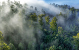 A misty forest canopy with layers of green trees partially obscured by low-hanging fog and a blue sky at the top. - Rob Blakers Tasmanian Landscapes Calendar