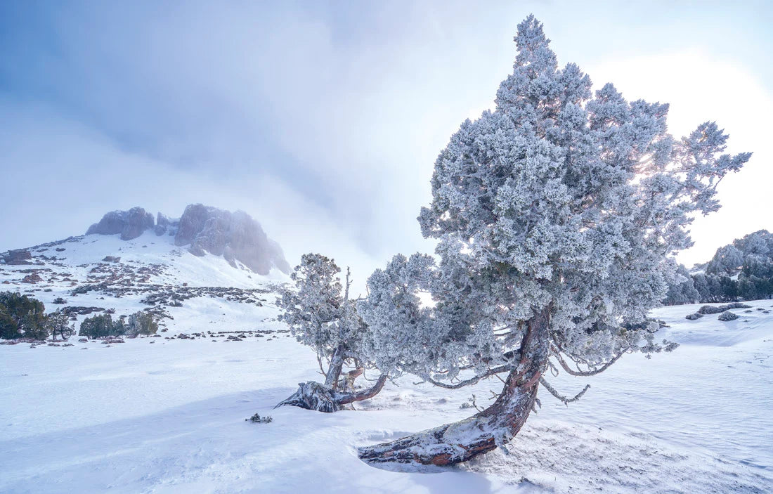 A snowy mountain landscape with frosted trees in the foreground and misty blue sky behind them. - Rob Blakers Tasmanian Landscapes Calendar