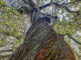 Low-angle upward view of a massive tree trunk with textured bark, green leaves, and branches reaching across a bright sky. - Rob Blakers Wild Tasmania 2027 Large Calendar