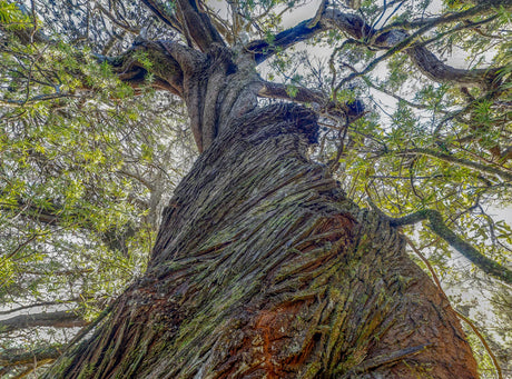 Low-angle upward view of a massive tree trunk with textured bark, green leaves, and branches reaching across a bright sky. - Rob Blakers Wild Tasmania 2027 Large Calendar