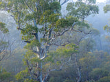 A misty forest scene with tall eucalyptus trees, showing green foliage and pale blue-gray bark in soft morning light. - Rob Blakers Wild Tasmania 2027 Large Calendar