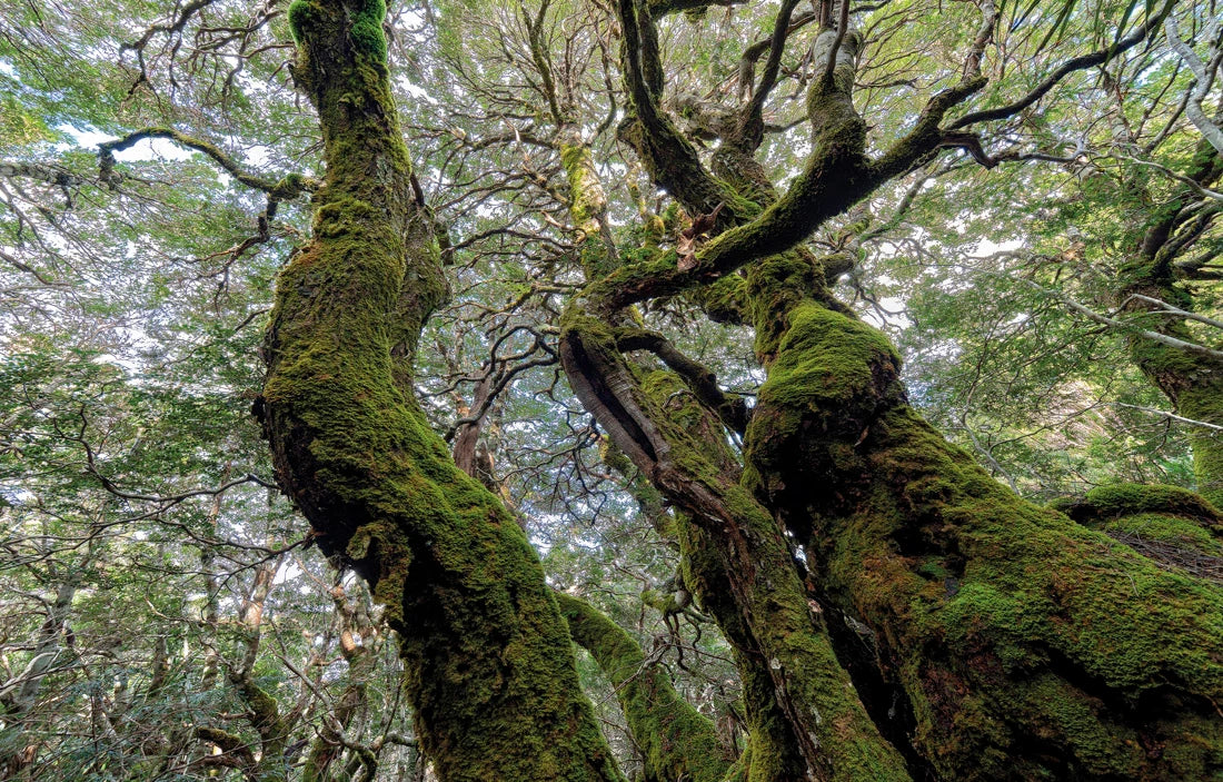 Low-angle view looking up through a dense forest canopy, with moss-covered tree trunks and branches stretching across the frame. - Rob Blakers Tasmanian Landscapes Calendar