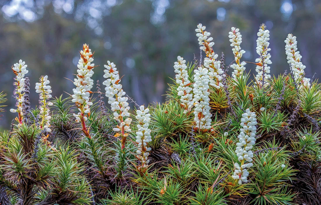 White flowers blooming on green pine-like plants in a natural outdoor setting with a blurred forest background. - Rob Blakers Tasmanian Landscapes Calendar