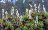 White flowers blooming on green pine-like plants in a natural outdoor setting with a blurred forest background. - Rob Blakers Tasmanian Landscapes Calendar