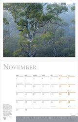 A printed calendar page showing a large nature photograph of a misty forest with tall trees at the top and a November calendar grid below on a white page. - Rob Blakers Wild Tasmania 2027 Large Calendar