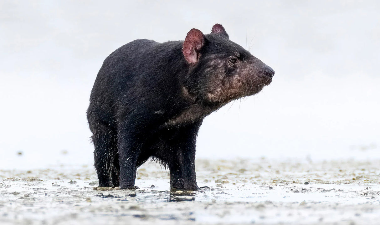 A black-furred tasmanian wolf standing in shallow water against a pale, overcast background. - Rob Blakers Wild Tasmania 2027 Large Calendar