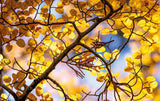 Close-up of golden autumn leaves on tree branches against a soft blue sky background. - Rob Blakers Tasmanian Landscapes Calendar