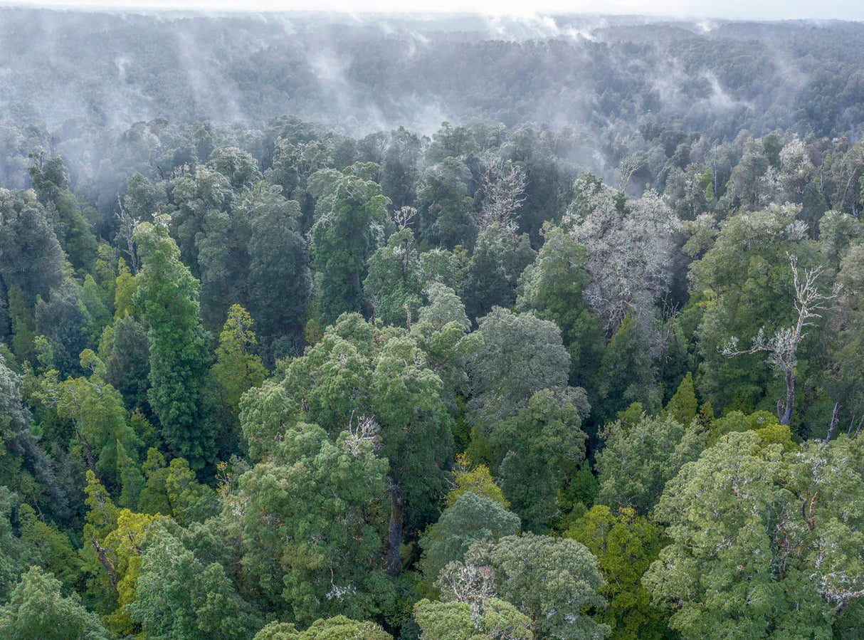 Aerial view of a dense green forest canopy with mist drifting through the trees under an overcast sky. - Rob Blakers Wild Tasmania 2027 Large Calendar