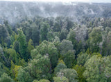 Aerial view of a dense green forest canopy with mist drifting through the trees under an overcast sky. - Rob Blakers Wild Tasmania 2027 Large Calendar