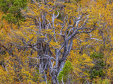 A close-up view of a gnarled, leafless tree with twisted gray-brown branches set against dense golden-yellow foliage and some green evergreen trees. - Rob Blakers Wild Tasmania 2027 Large Calendar