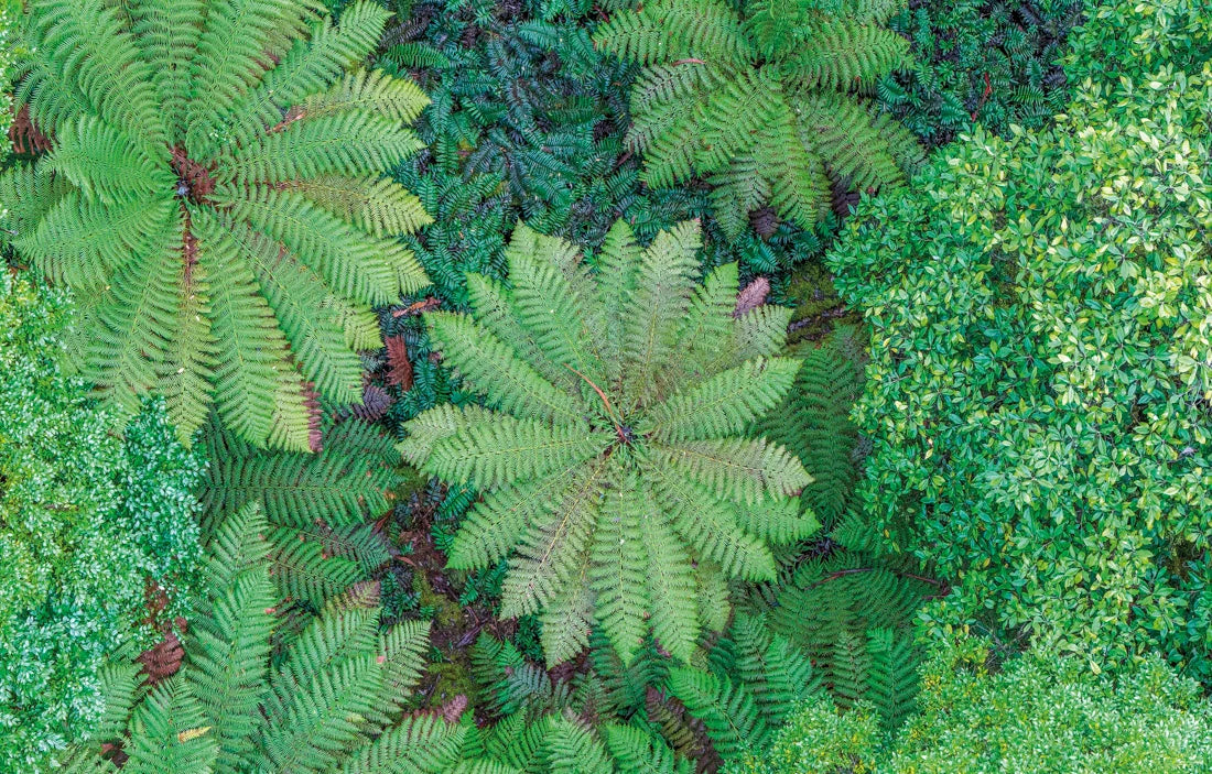 Overhead view of lush green ferns and dense foliage filling the frame. - Rob Blakers Tasmanian Landscapes Calendar