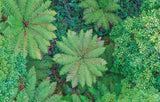 Overhead view of lush green ferns and dense foliage filling the frame. - Rob Blakers Tasmanian Landscapes Calendar