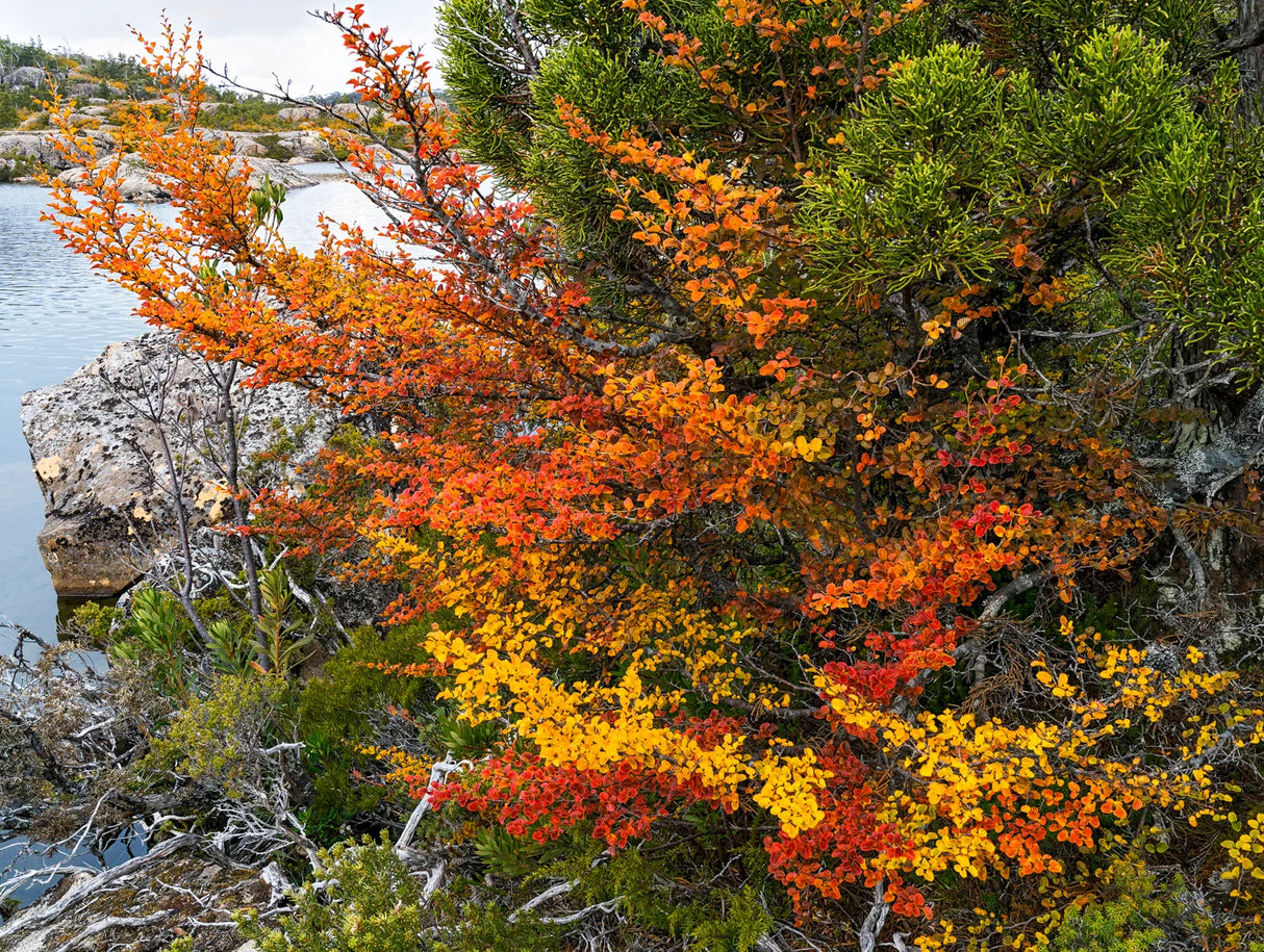 Vibrant autumn foliage in shades of orange, red, and yellow growing on a rocky shoreline next to calm water. - Rob Blakers Wild Tasmania 2027 Large Calendar