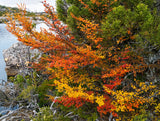 Vibrant autumn foliage in shades of orange, red, and yellow growing on a rocky shoreline next to calm water. - Rob Blakers Wild Tasmania 2027 Large Calendar