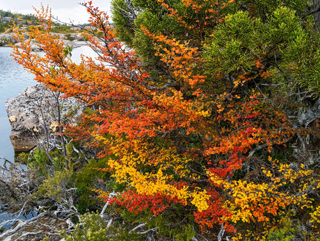 Vibrant autumn foliage in shades of orange, red, and yellow growing on a rocky shoreline next to calm water. - Rob Blakers Wild Tasmania 2027 Large Calendar