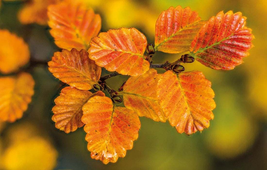 Close-up of autumn leaves on a branch, showing textured orange and yellow foliage with a soft blurred green and yellow background. - Rob Blakers Tasmanian Landscapes Calendar
