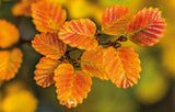 Close-up of autumn leaves on a branch, showing textured orange and yellow foliage with a soft blurred green and yellow background. - Rob Blakers Tasmanian Landscapes Calendar
