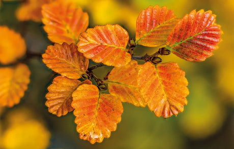 Close-up of autumn leaves on a branch, showing textured orange and yellow foliage with a soft blurred green and yellow background. - Rob Blakers Tasmanian Landscapes Calendar