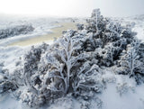 Snow-covered evergreen trees in a snowy landscape with a pale icy lake or river in the background. - Rob Blakers Wild Tasmania 2027 Large Calendar