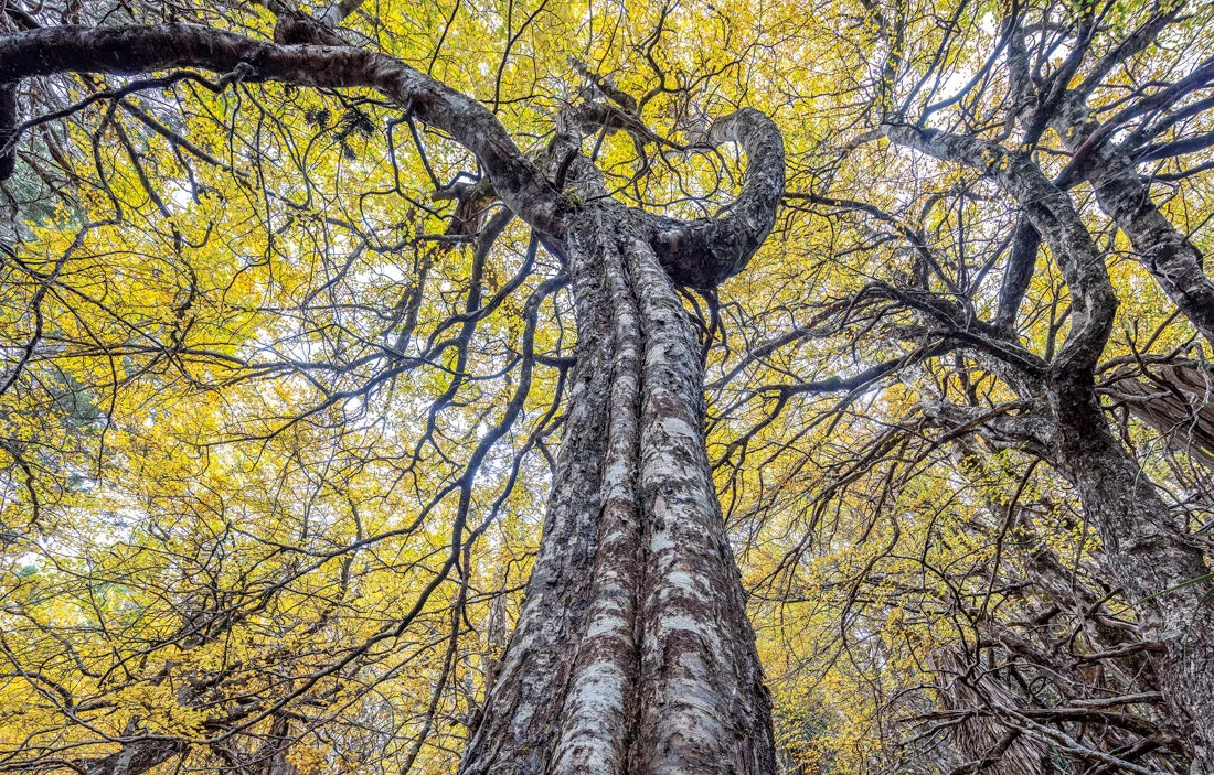 Low-angle upward view of a massive tree trunk with branching dark branches and a canopy of bright yellow autumn leaves. - Rob Blakers Tasmanian Landscapes Calendar