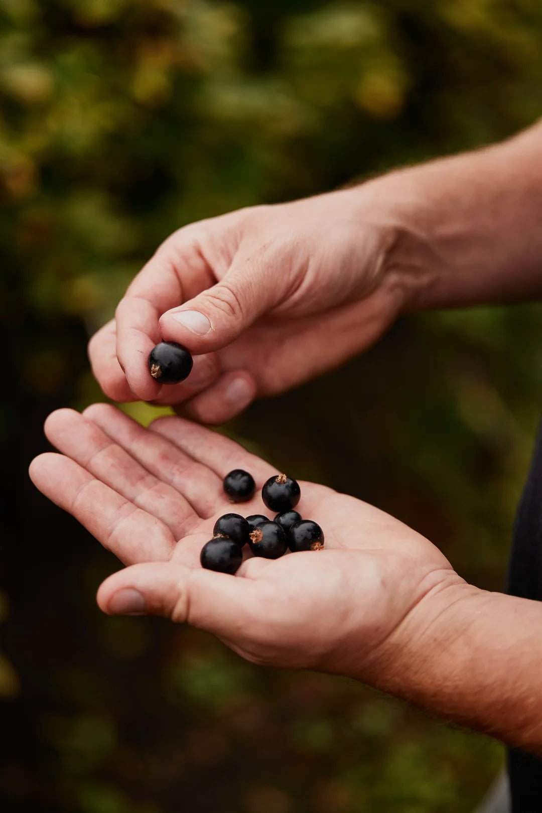 Moor Endurance Energy Gels Moor Endurance